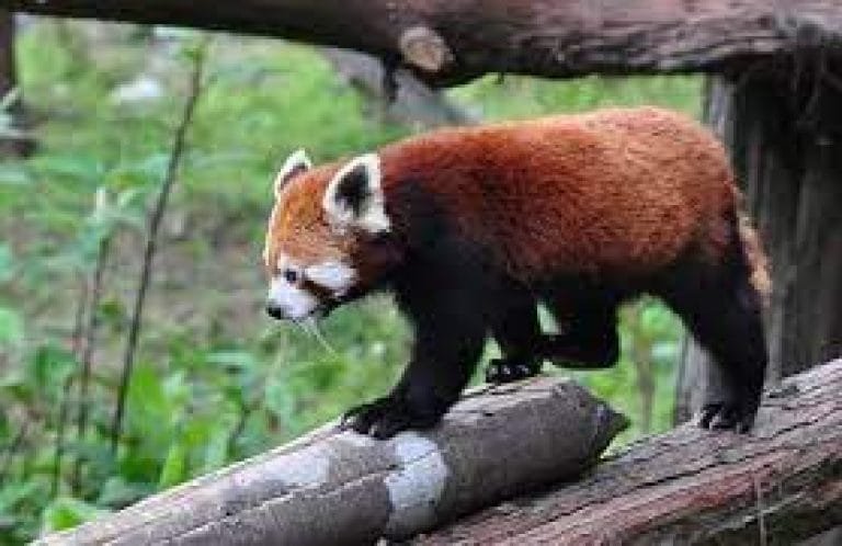 Gangtok 4 Point Sight Seeing