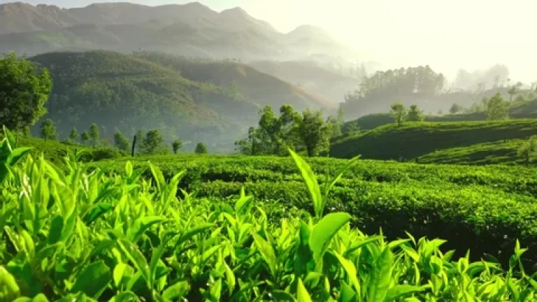 5 Nights 6 Days Gangtok Kalimpong Darjeeling Tour Package | Sikkim Yatra