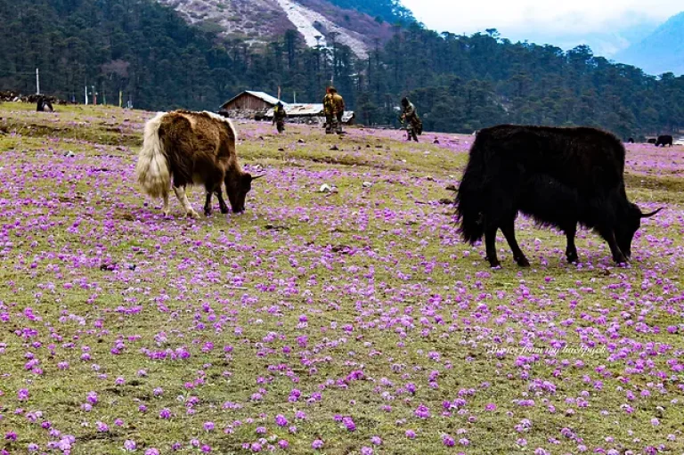 Lachung Yumthang Zero Point Tour Package 4 Nights 5 Days | North Sikkim Tour