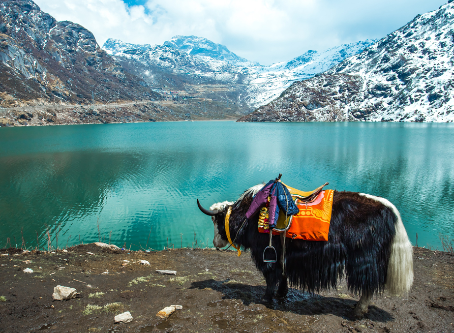 “A Day in the Life: Changu Lake’s Wildlife”