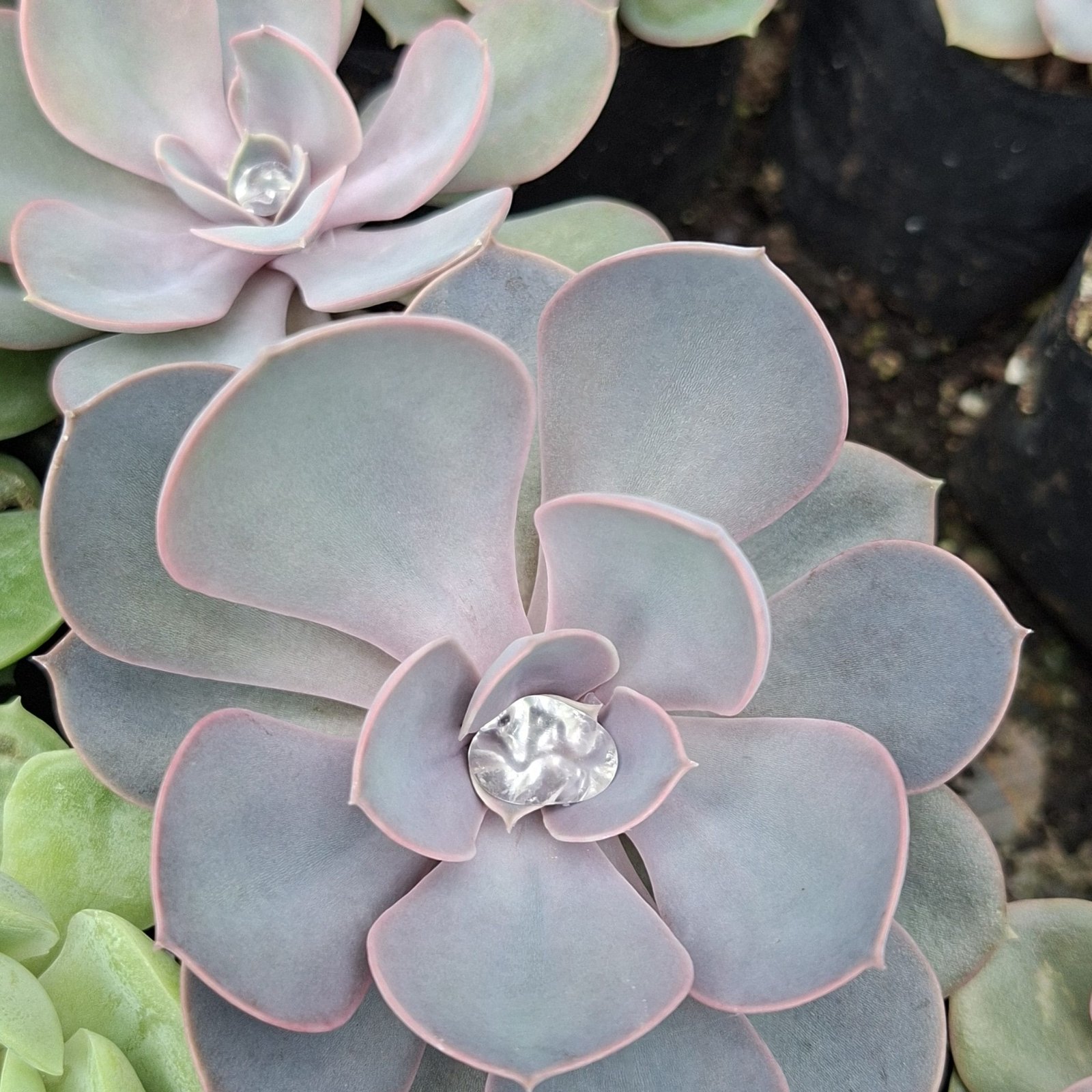 Succulent plants cultivated at Flora Nursery in Sadam Hills