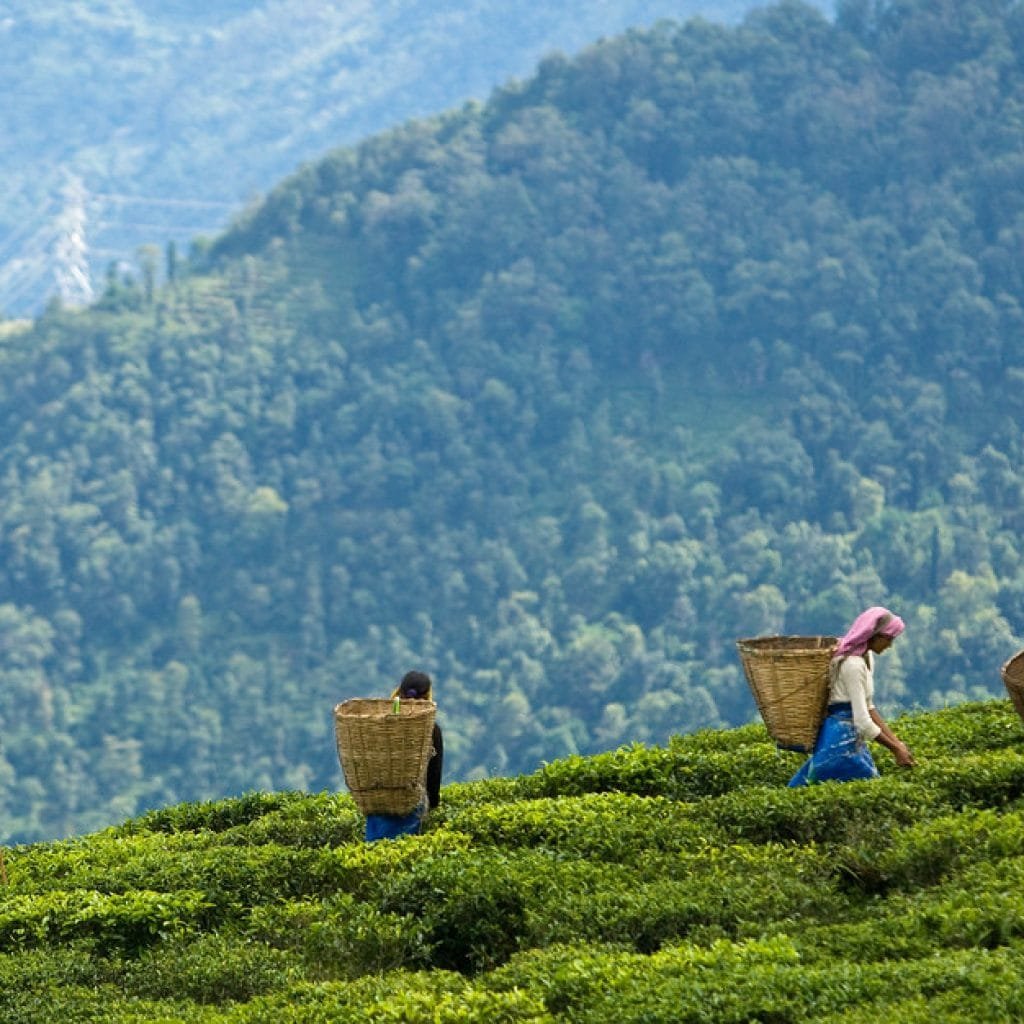 Temi Tea harvest