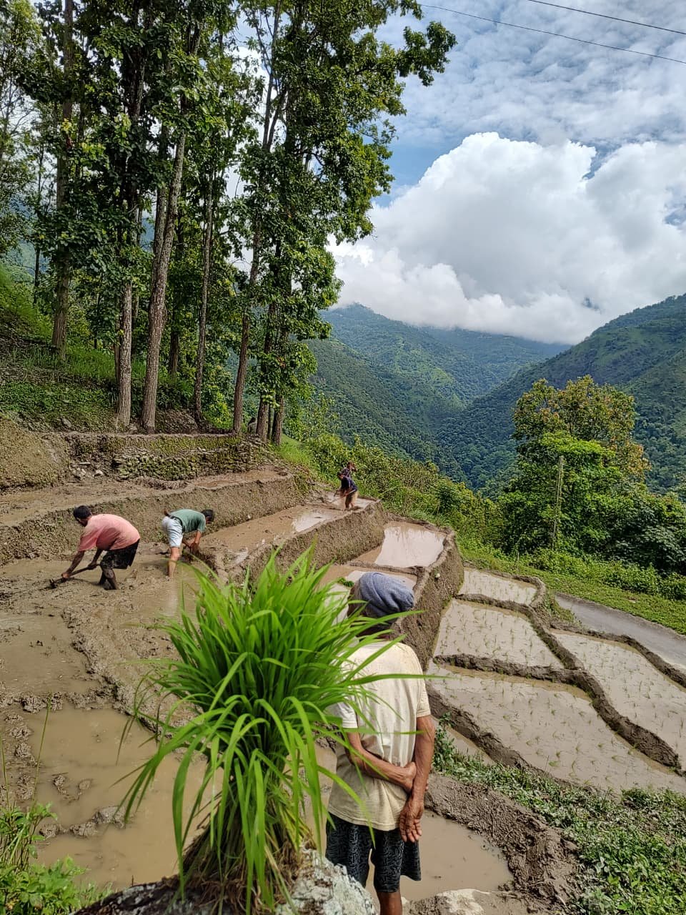 Community members preparing rice terraces in Sikkim