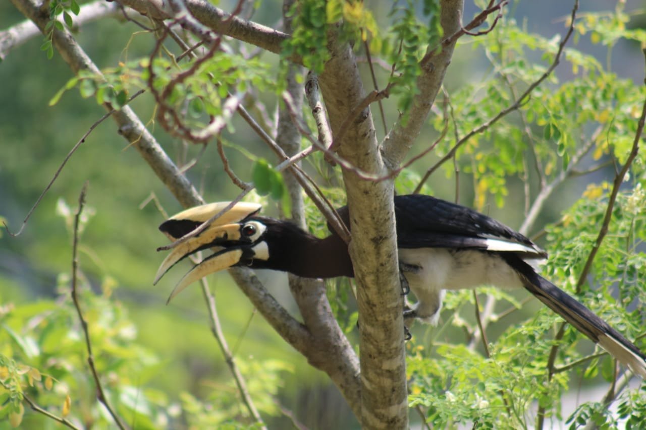 Hornbill photographed near Kitam in South Sikkim