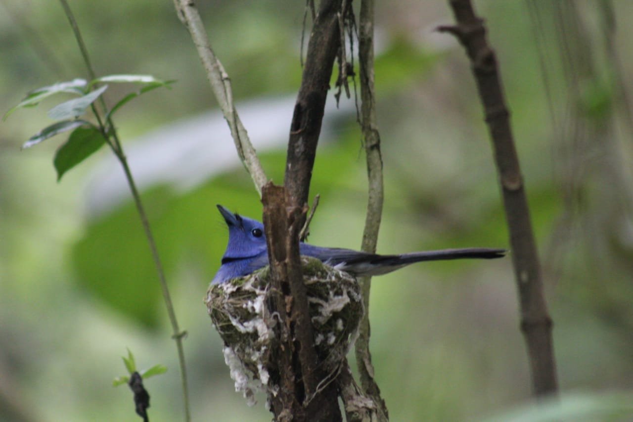 Asian paradise flycatcher nesting in Kitam forest