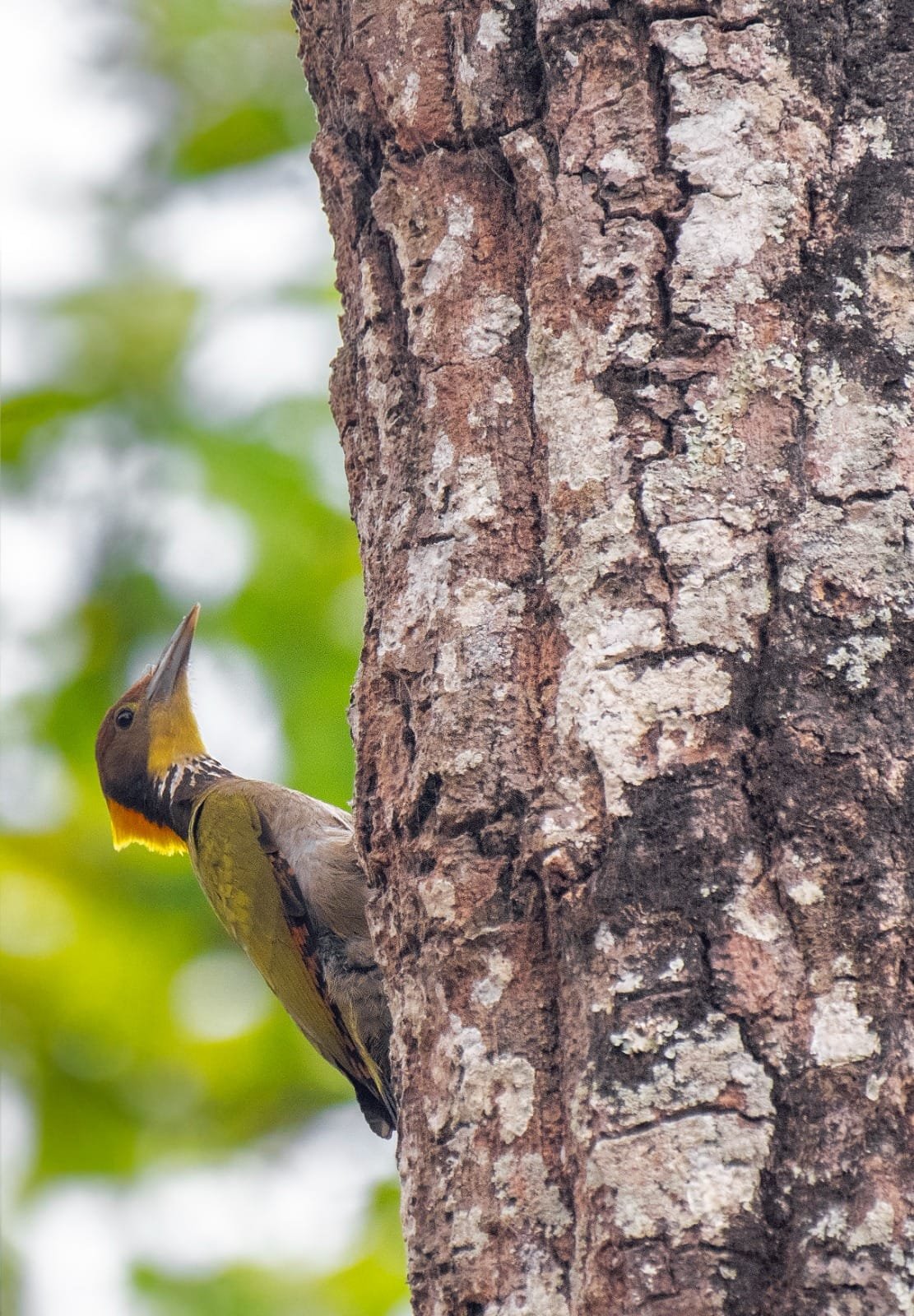 Woodpecker on a tree trunk in Kitam forest