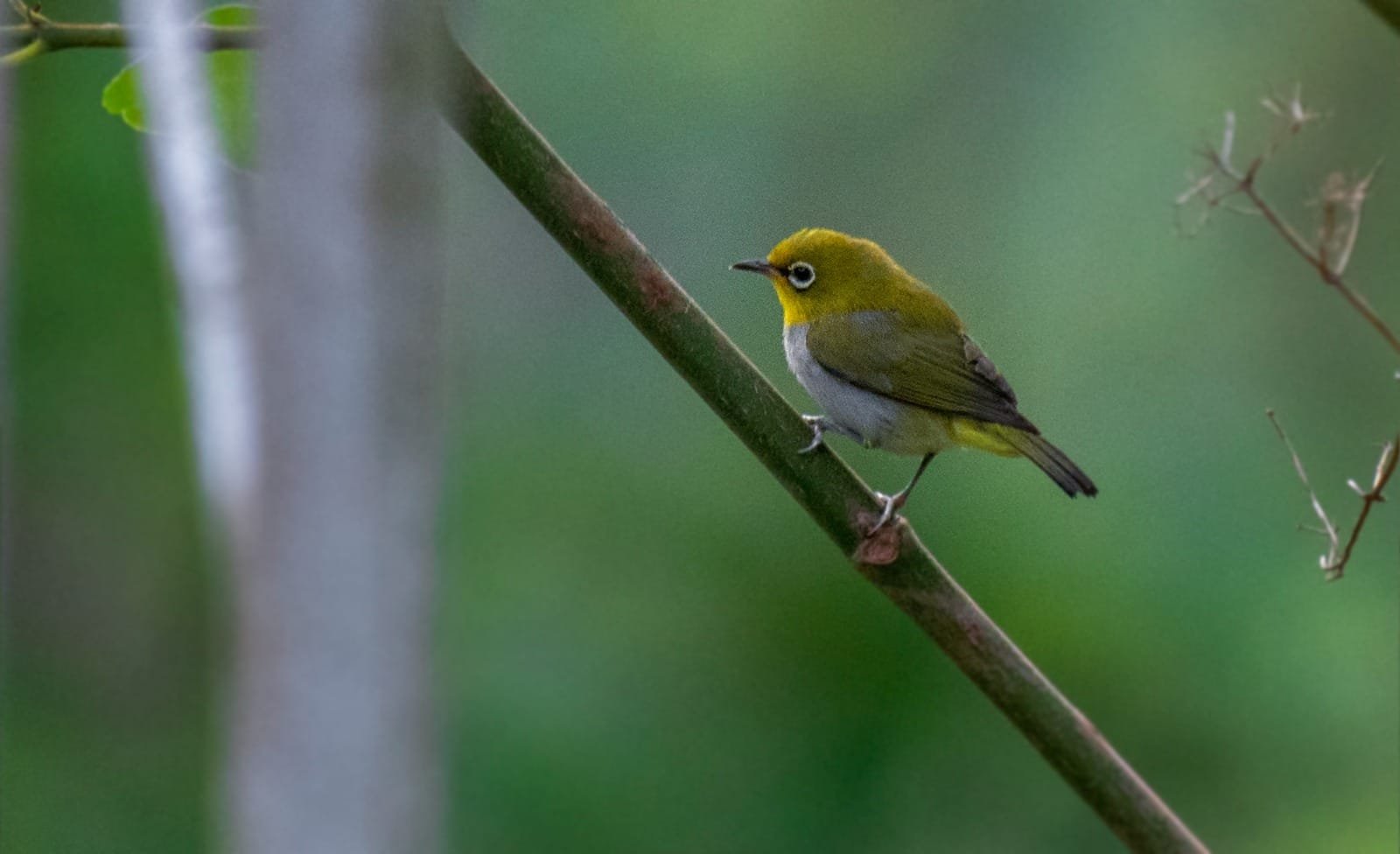 White-eye perched in the forest at Kitam