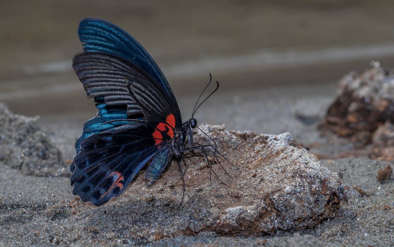 Butterfly photographed in the Kitam landscape