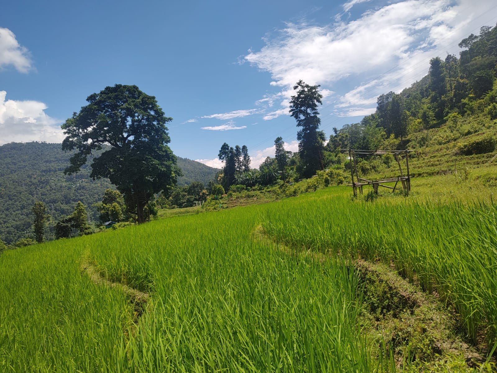 Green rice fields in Namchi District South Sikkim